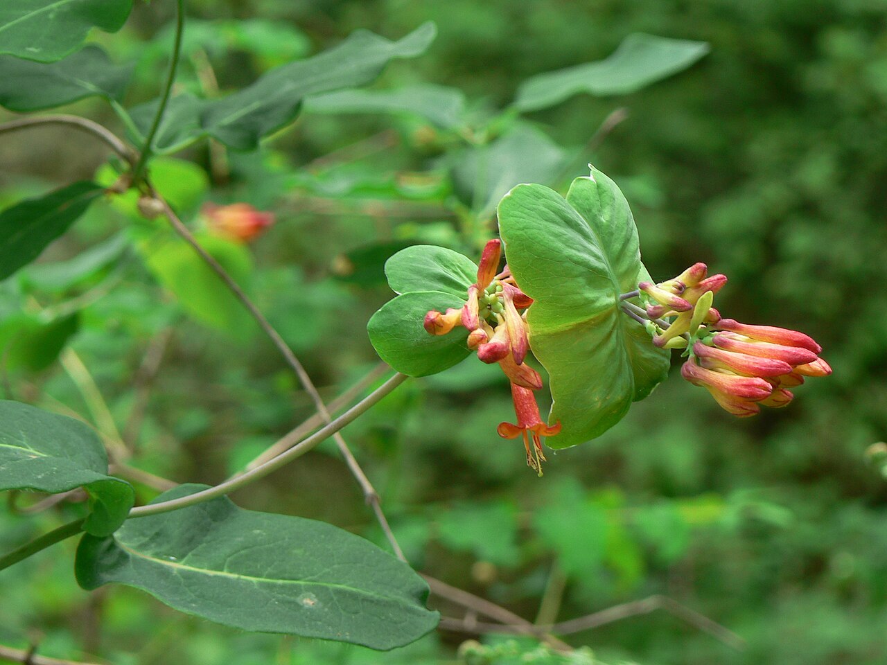 Orange honeysuckle: Orange Honeysuckle