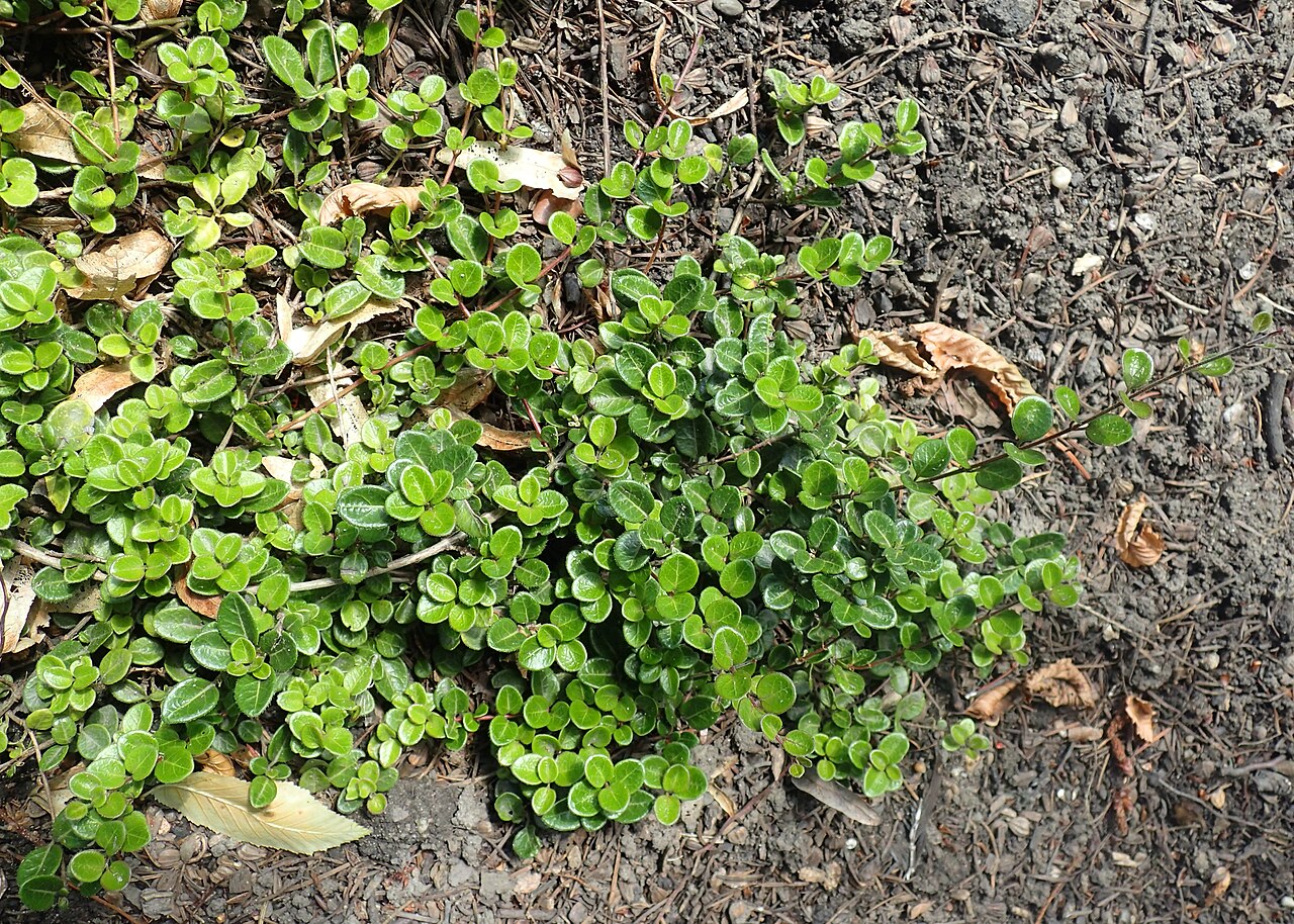 Lonicera crassifolia: Lonicera crassifolia 'Little Honey' in Wrocław University Botanical Garden