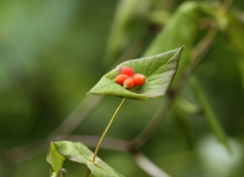 Limber honeysuckle (Lonicera dioica)