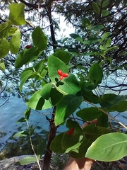 Limber honeysuckle (Lonicera dioica)