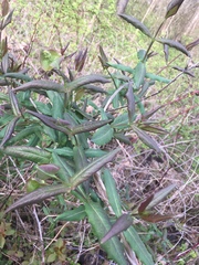 Limber honeysuckle (Lonicera dioica)