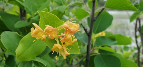Limber honeysuckle (Lonicera dioica)