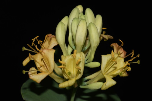 Limber honeysuckle (Lonicera dioica)