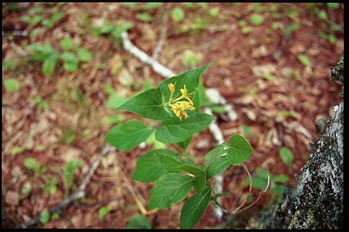 Limber honeysuckle: Lonicera_dioica_1-eheep