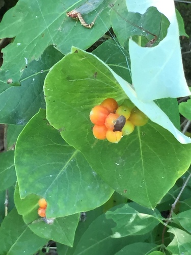 Limber honeysuckle (Lonicera dioica)
