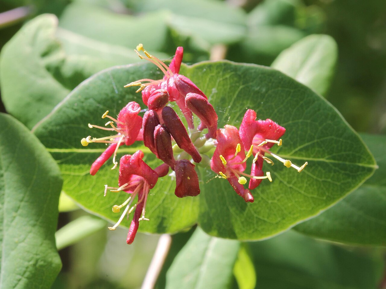 Limber honeysuckle: Lonicera dioica L. - limber honeysuckle, glaucous honeysuckle - Mackinac County, Michigan, USA, Michigan, United States