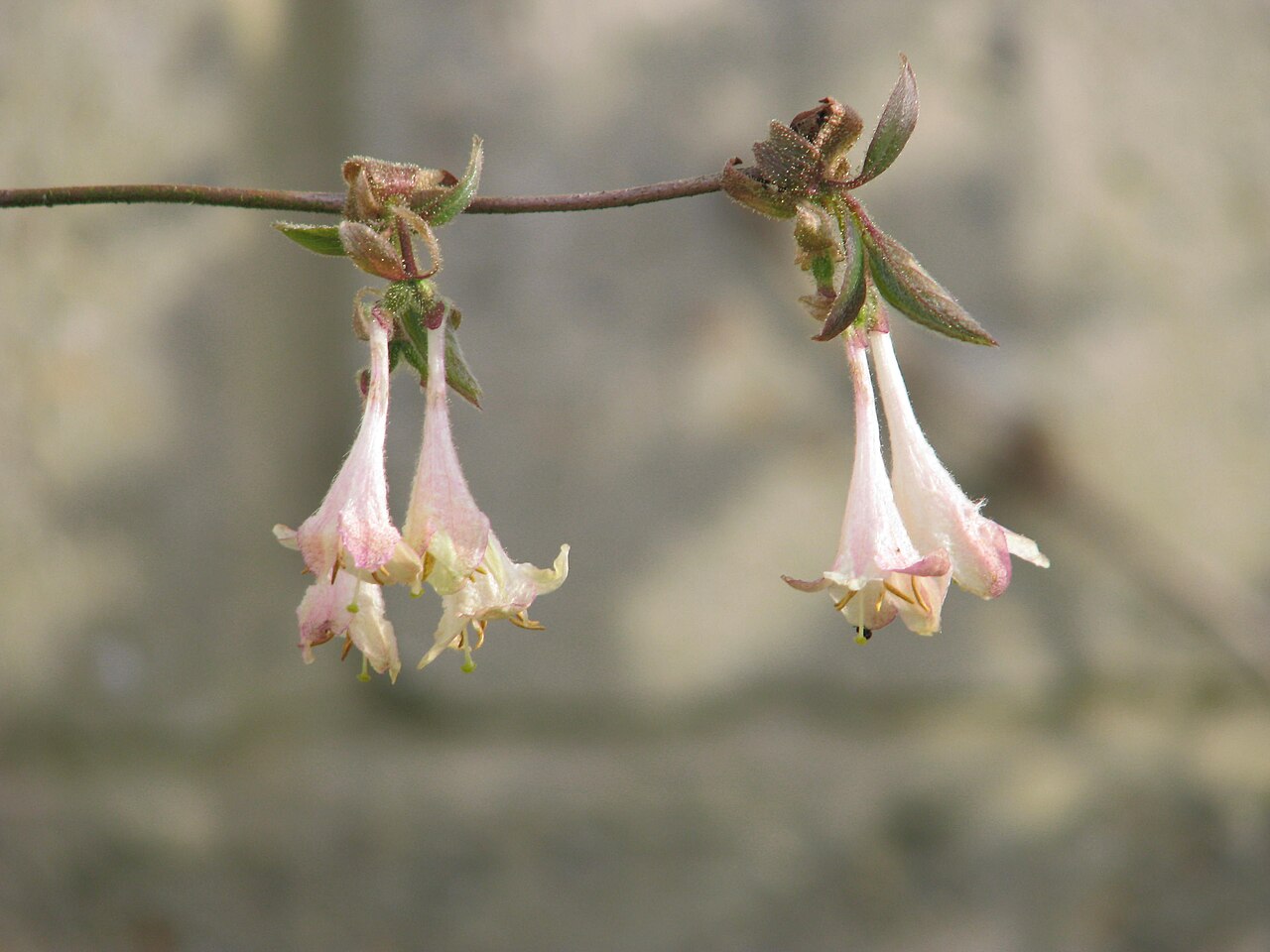 Lonicera elisae: Lonicera elisae