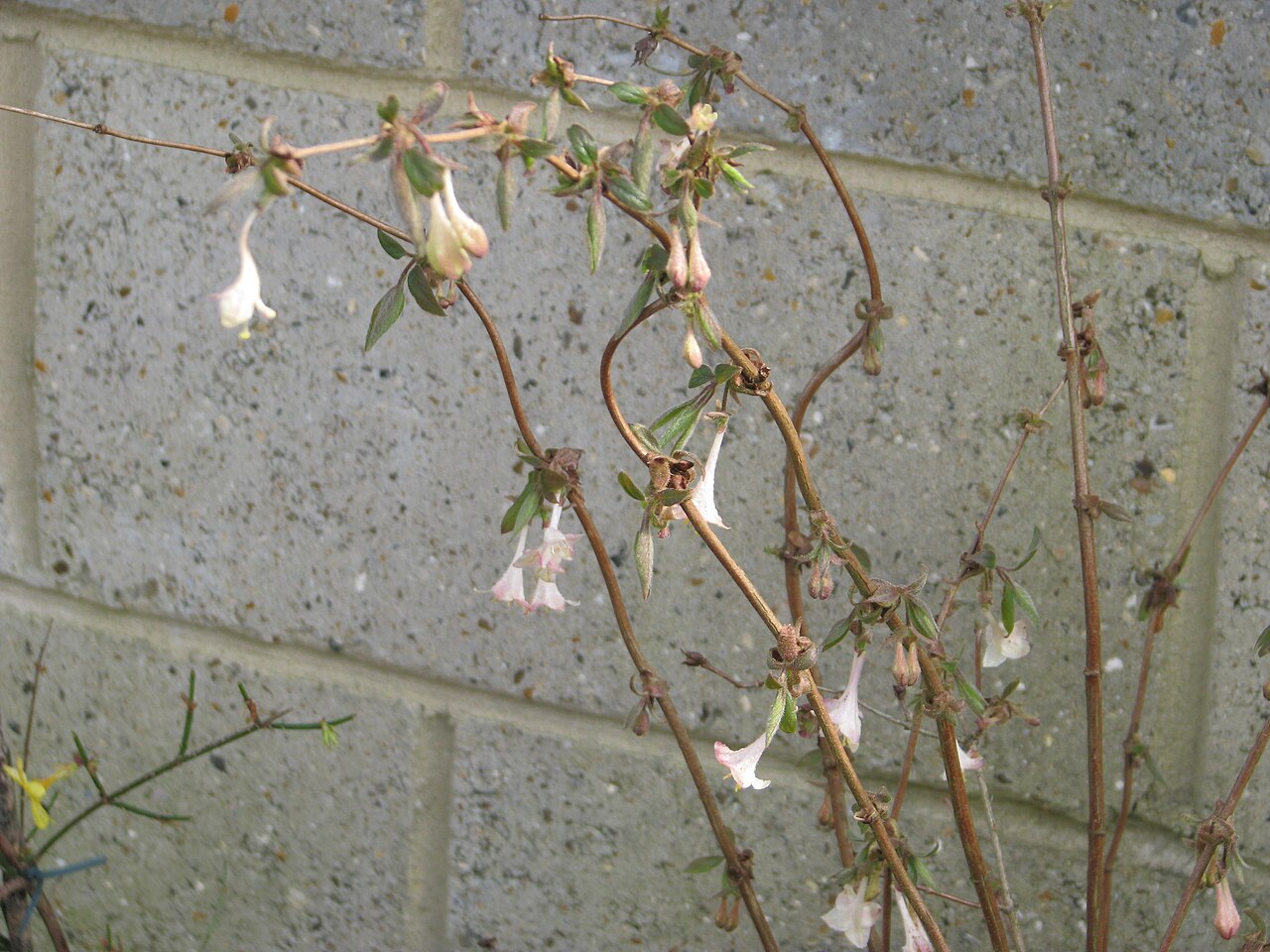 Lonicera elisae: Lonicera elisae