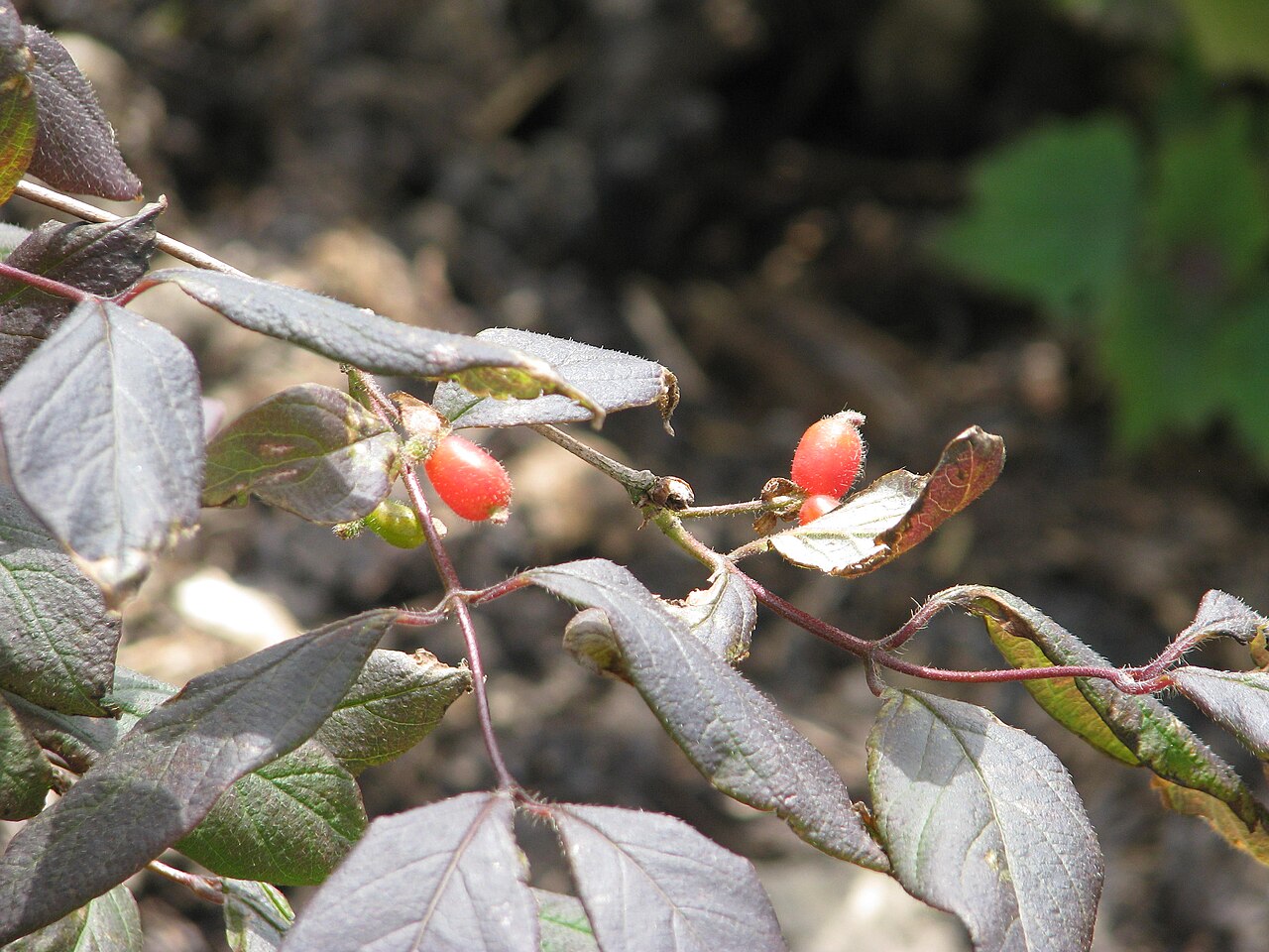 Lonicera elisae: Lonicera elisae