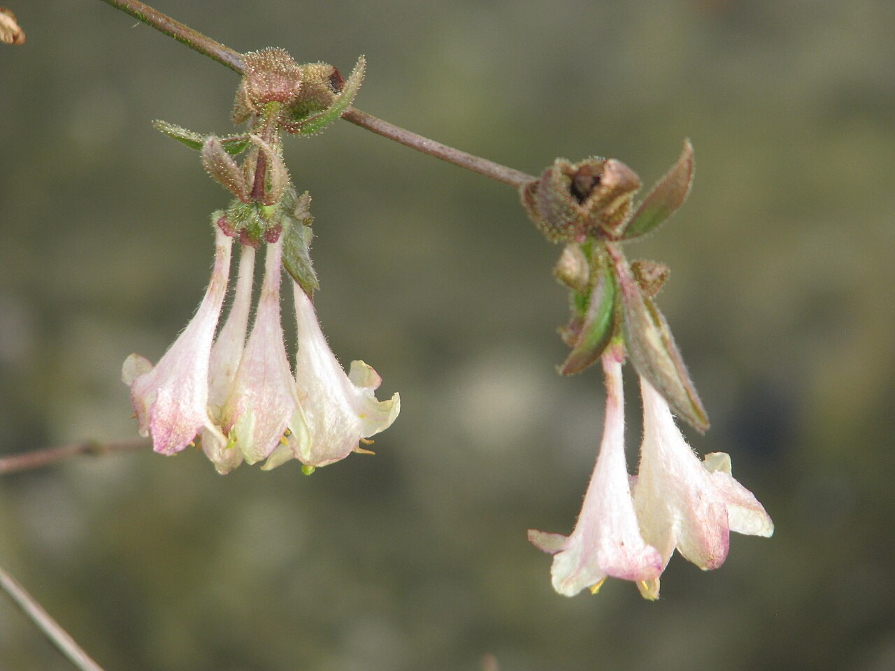 Lonicera elisae: Lonicera elisae