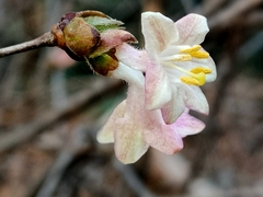 Lonicera elisae (Lonicera elisae)