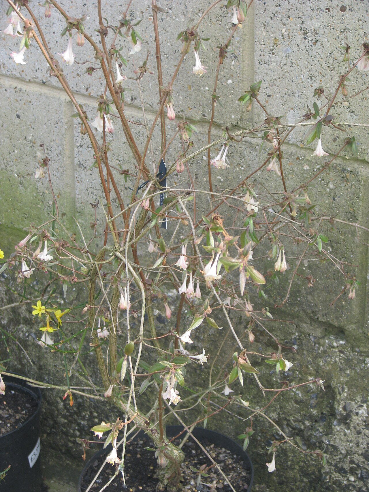 Lonicera elisae: Really very pretty, but not fragrant