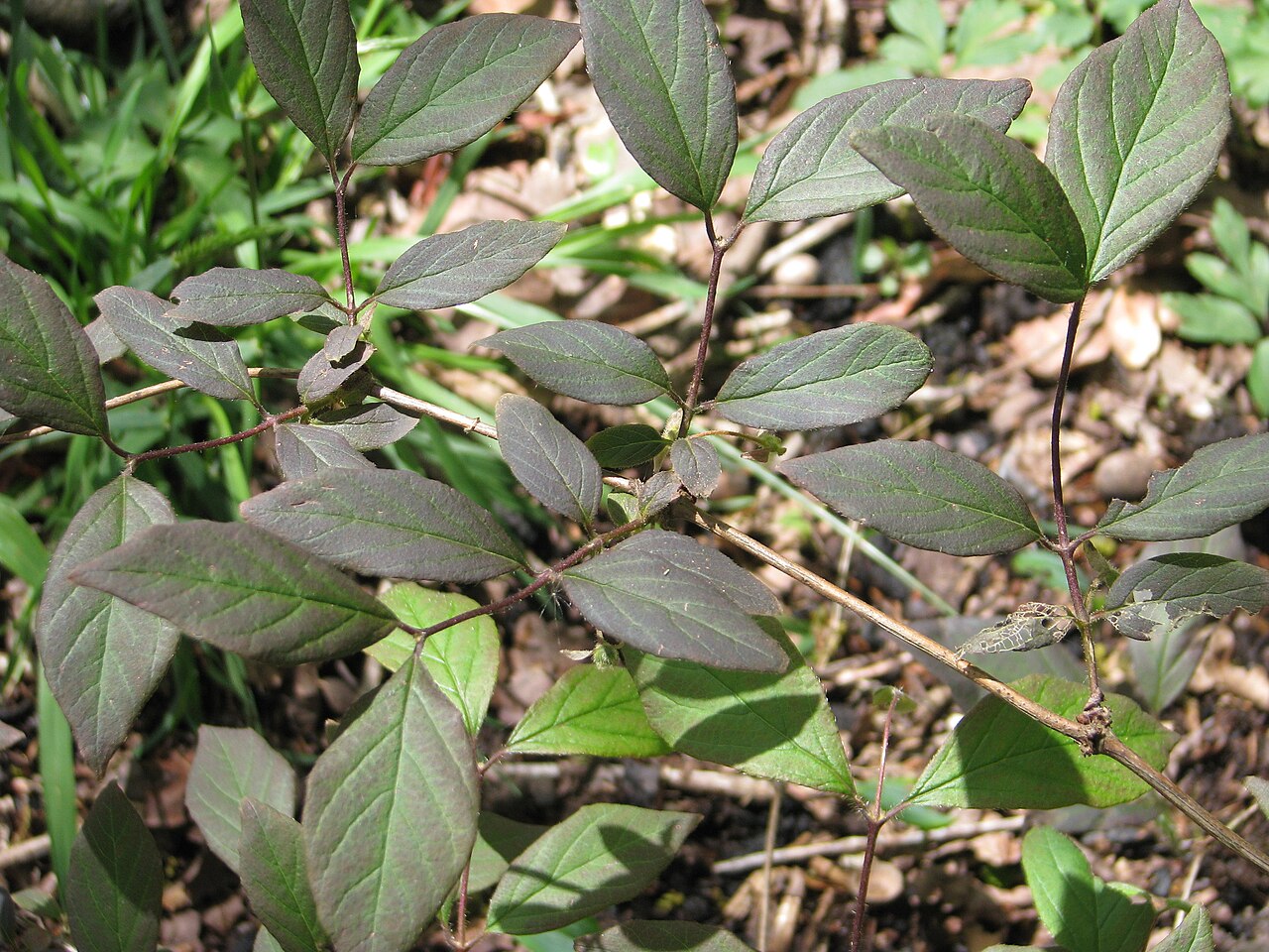 Lonicera elisae: Distinctly maroon tinged and rather nice