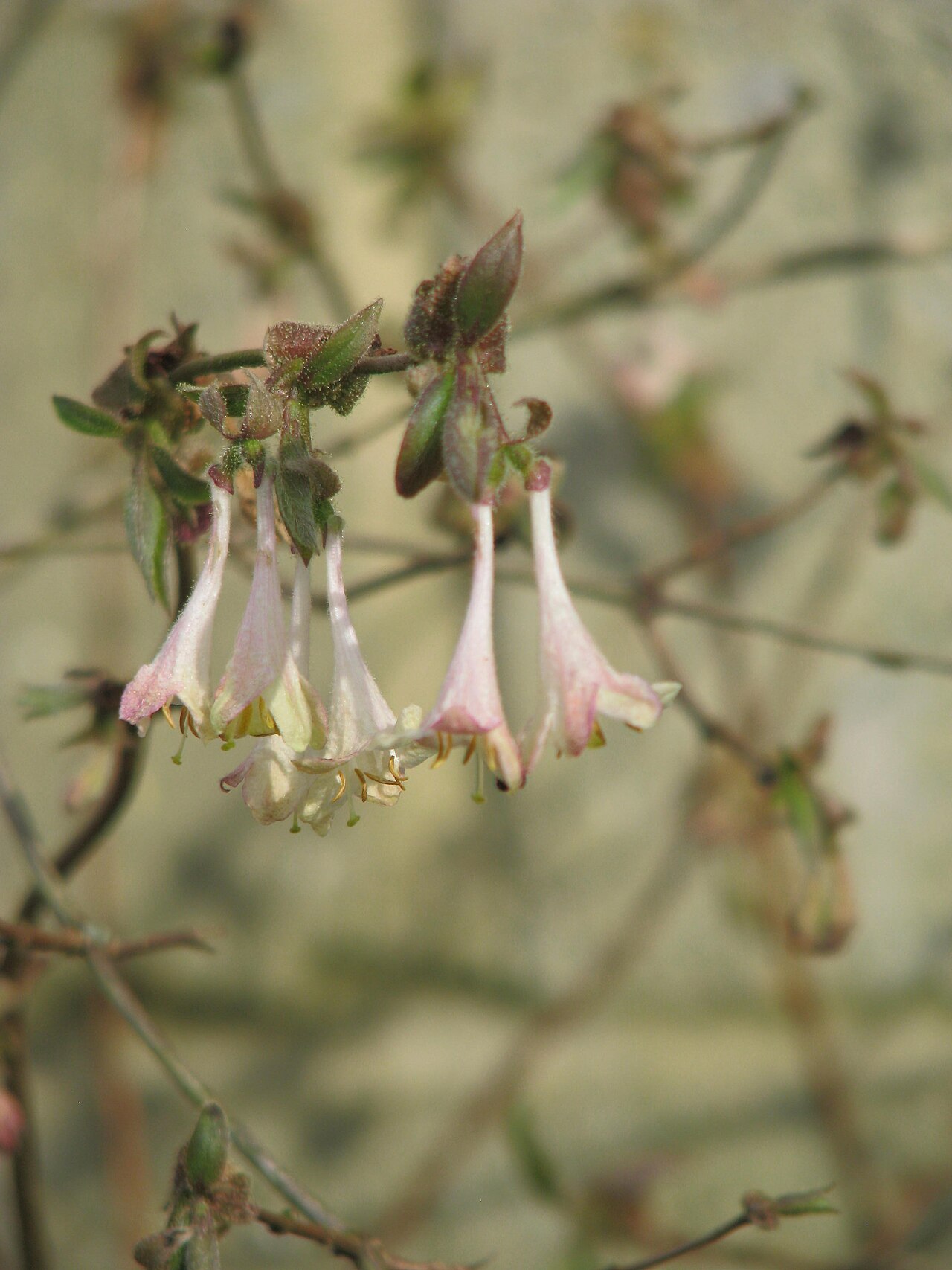 Lonicera elisae: Lonicera elisae