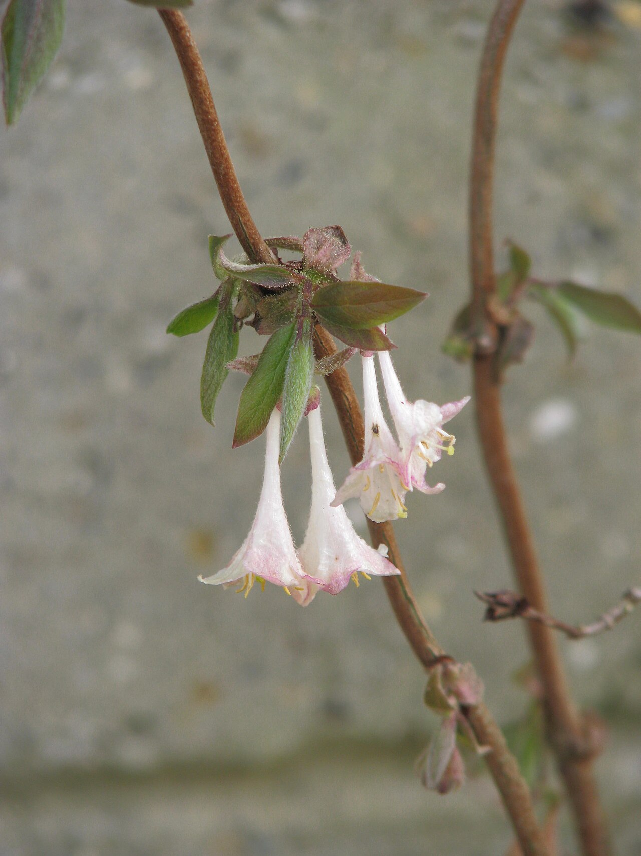 Lonicera elisae: Lonicera elisae
