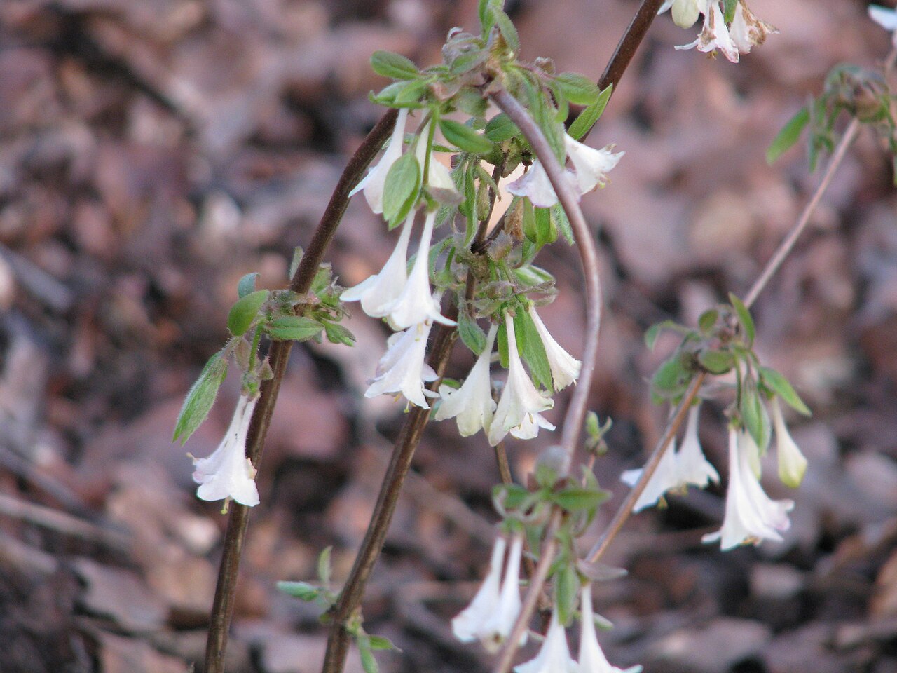 Lonicera elisae: Lonicera elisae