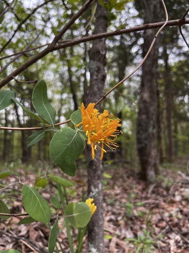 Yellow honeysuckle (Lonicera flava)