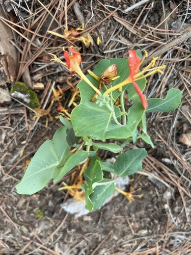 Yellow honeysuckle (Lonicera flava)