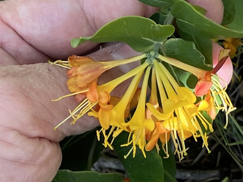 Yellow honeysuckle (Lonicera flava)
