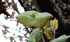 Yellow honeysuckle (Lonicera flava)