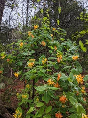 Yellow honeysuckle (Lonicera flava)