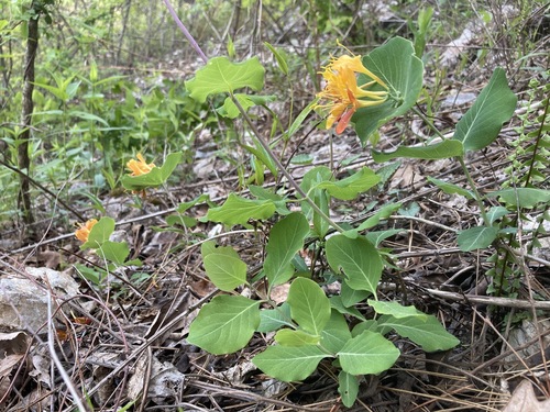 Yellow honeysuckle (Lonicera flava)