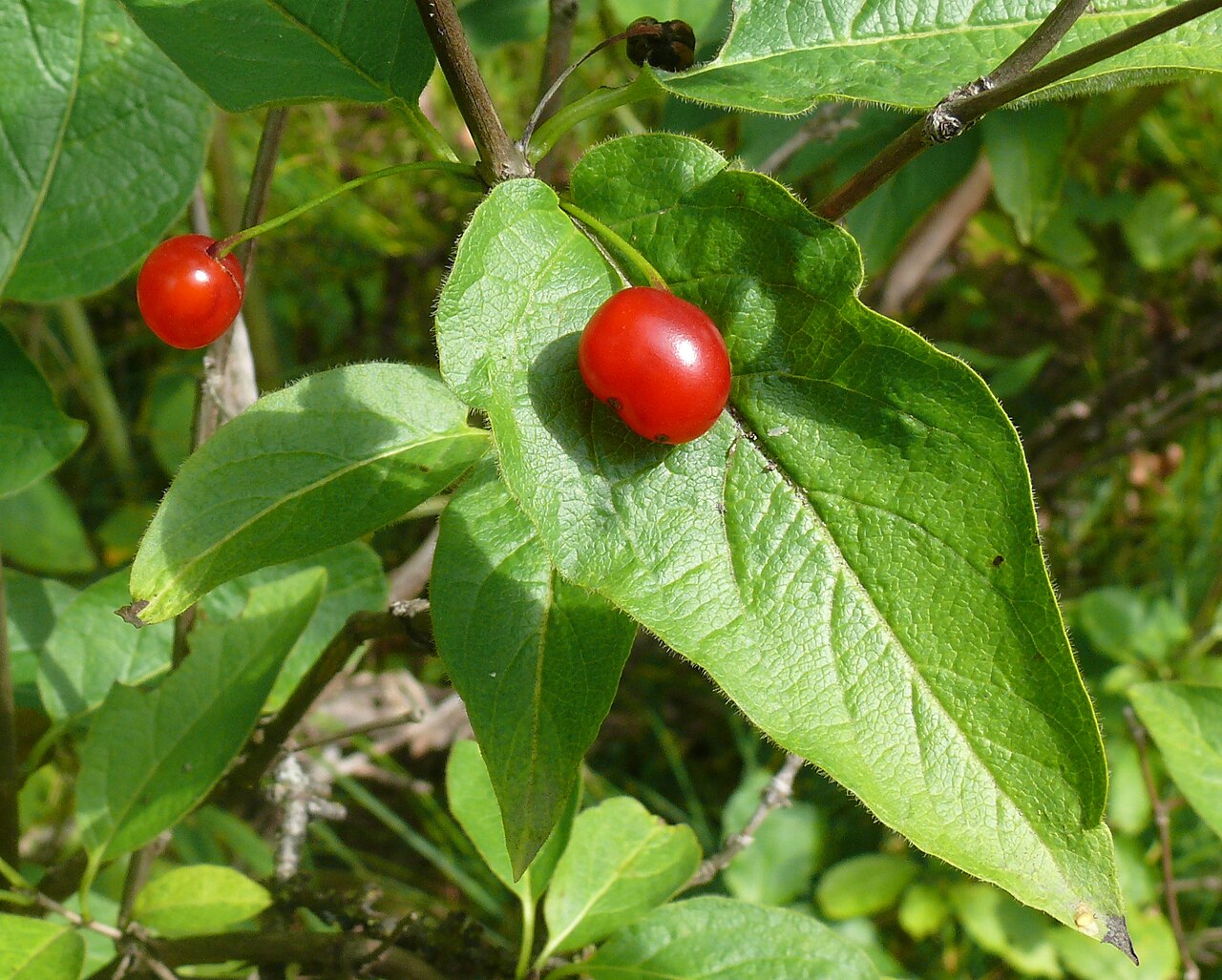Lonicera glehnii: Жимолость Глена - плоды
