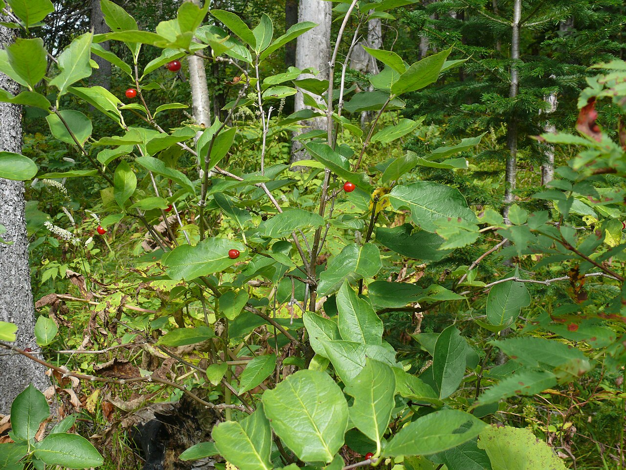 Lonicera glehnii: Жимолость Глена - общий вид растения