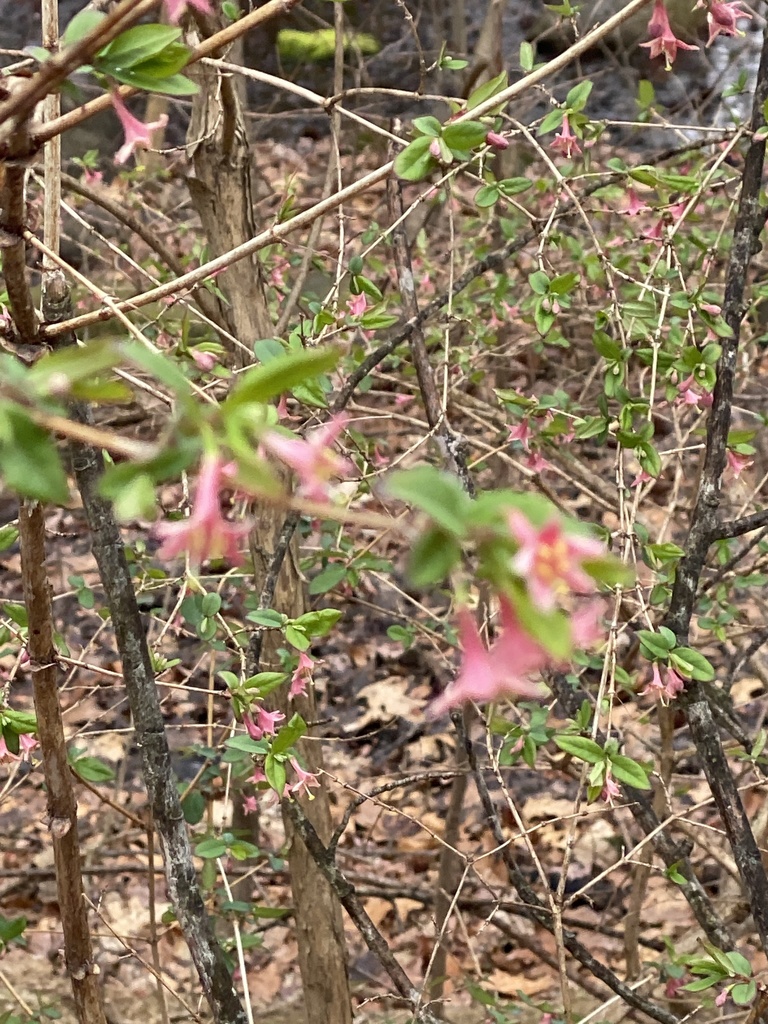 Lonicera gracilipes (Lonicera gracilipes)
