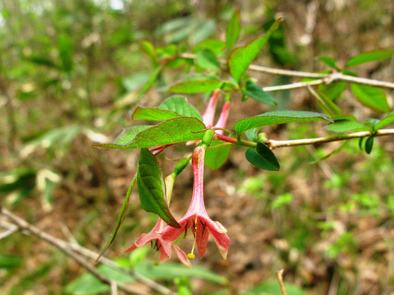 Lonicera gracilipes: Lonicera gracilipes , Aizu area, Fukushima pref., Japan