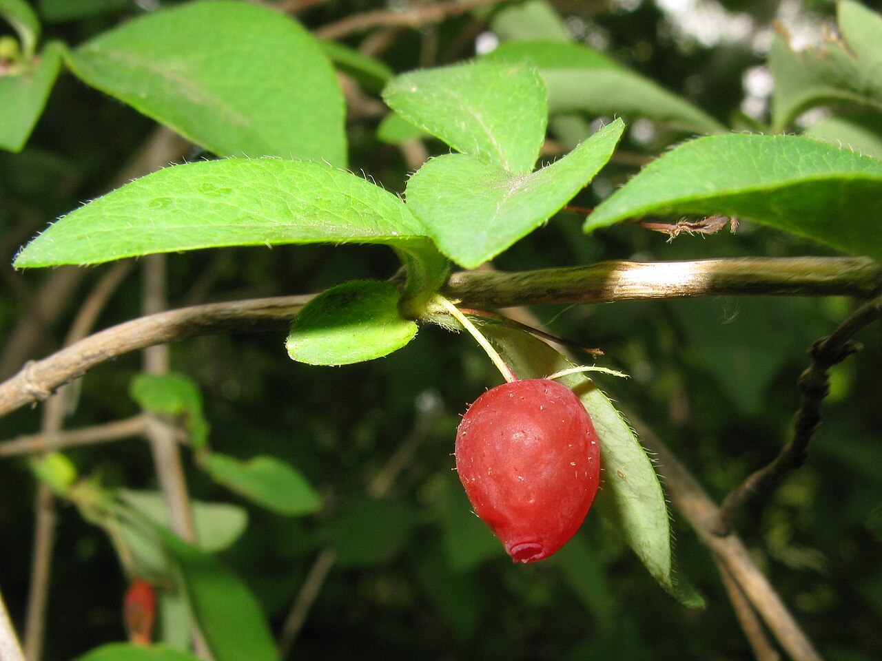 Lonicera gracilipes: Lonicera gracilipes , Aizu area, Fukushima pref., Japan