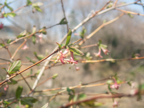 Lonicera gracilipes (Lonicera gracilipes)