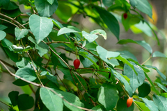 Lonicera gracilipes (Lonicera gracilipes)