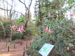 Lonicera gracilipes (Lonicera gracilipes)