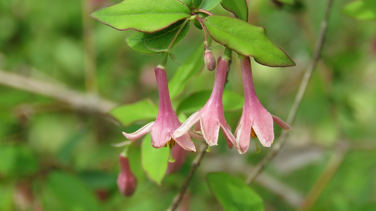Lonicera gracilipes: Institute for Nature Study, National Museum of Nature and Science, Shirokane, Tokyo, Japan.