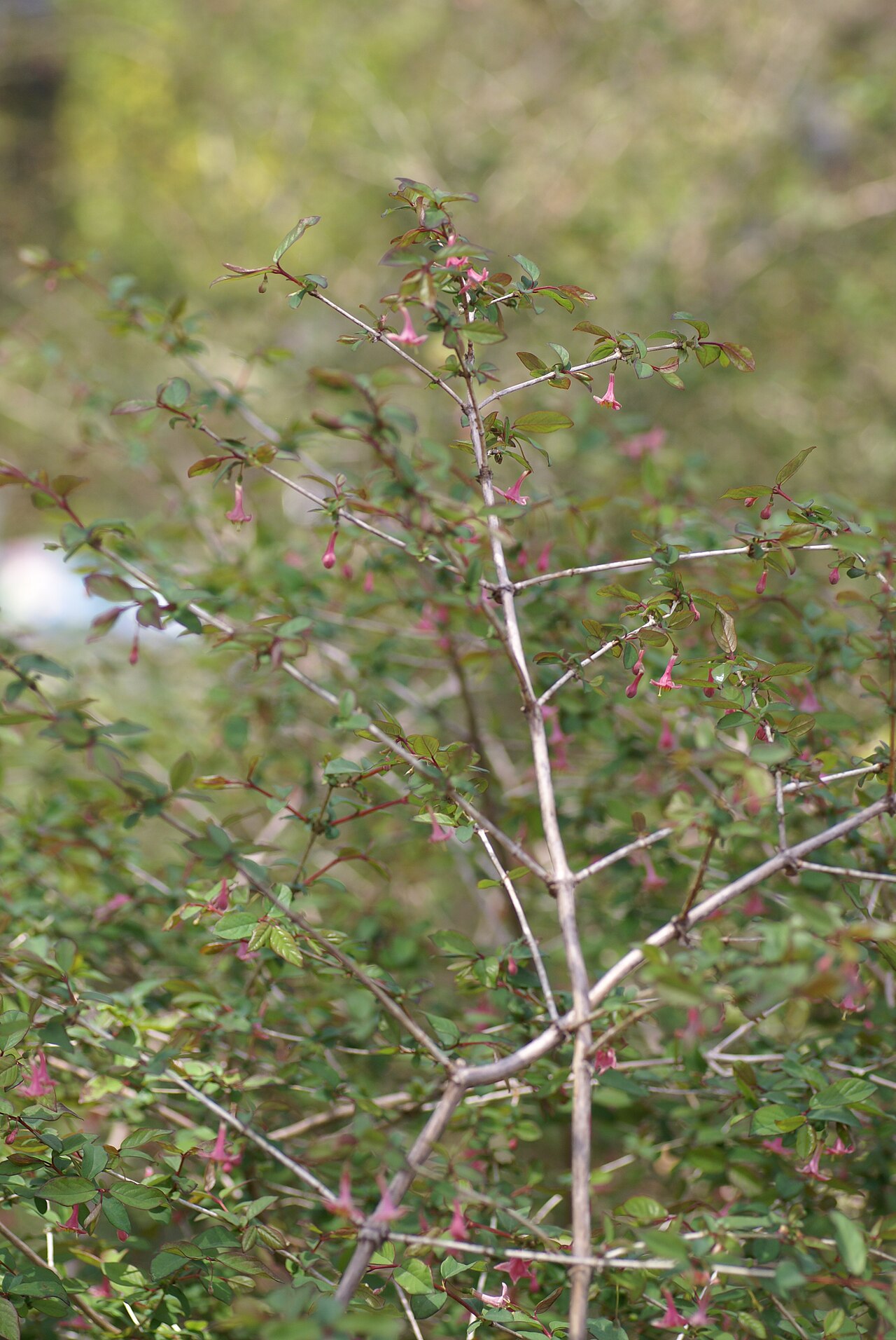 Lonicera gracilipes: Plant species Lonicera gracilipes in Jindai Botanical Garden in Tokyo