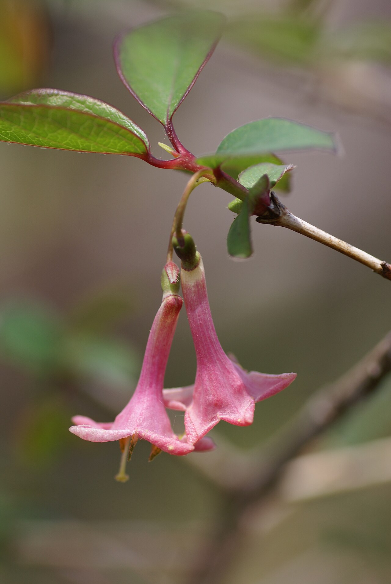 Lonicera gracilipes: Plant species Lonicera gracilipes in Jindai Botanical Garden in Tokyo