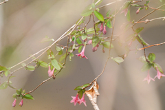 Lonicera gracilipes (Lonicera gracilipes)