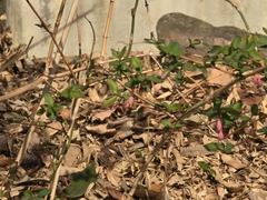 Lonicera gracilipes (Lonicera gracilipes)