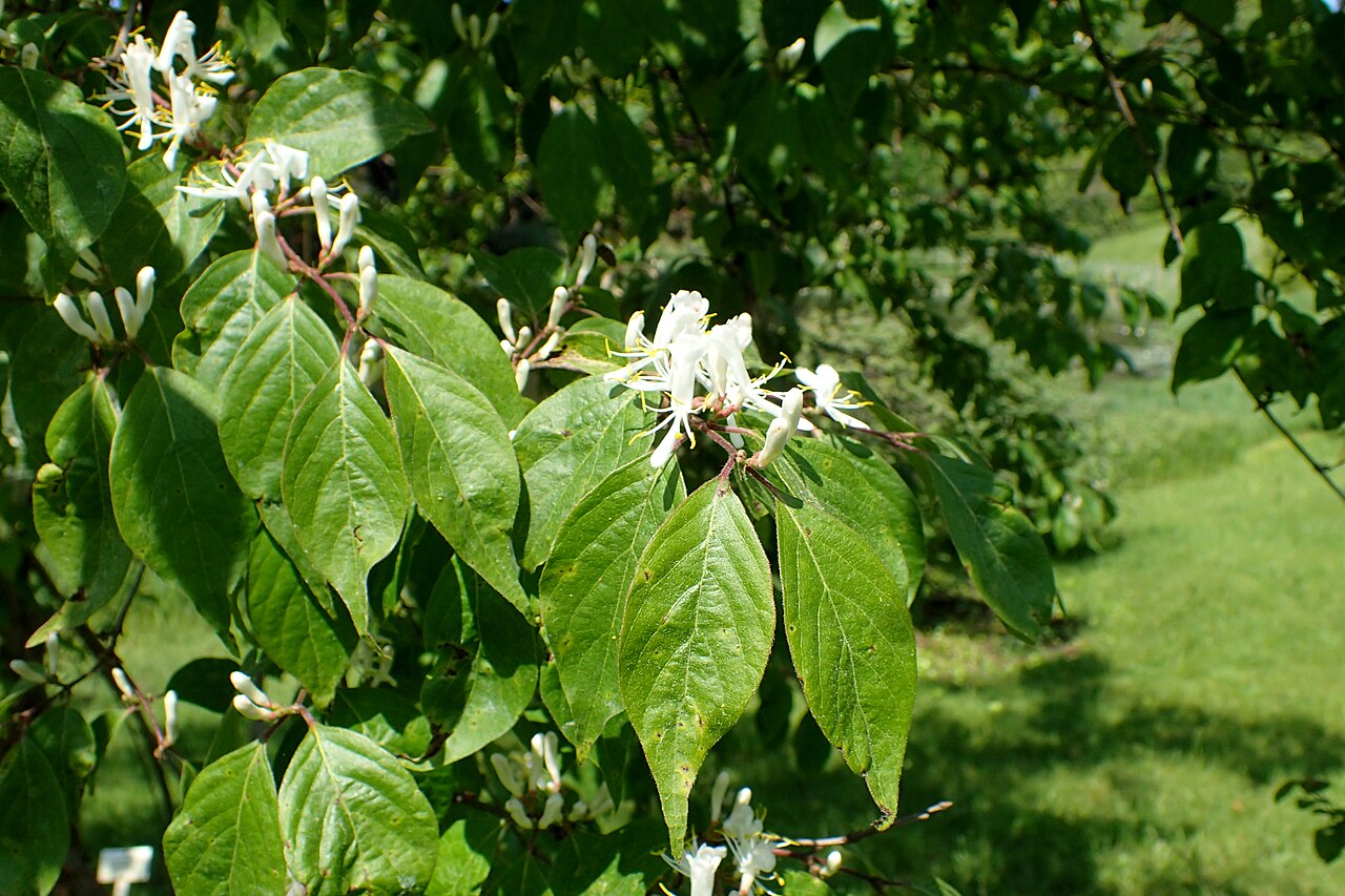 Lonicera graebneri: Lonicera graebneri in the Botanischer Garten, Berlin-Dahlem