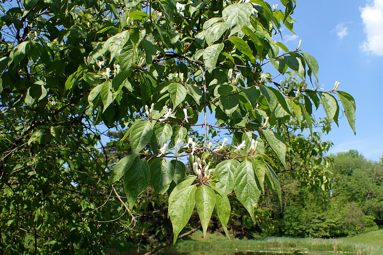 Lonicera graebneri: Lonicera graebneri in the Botanischer Garten, Berlin-Dahlem