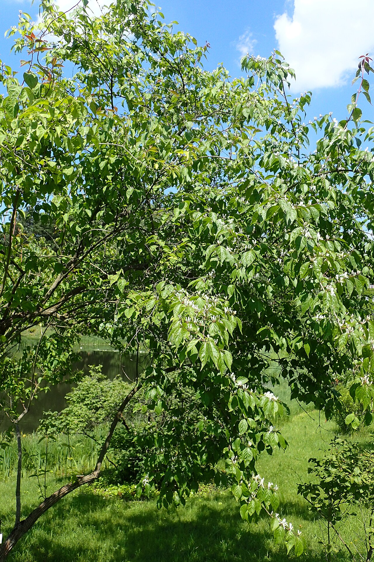 Lonicera graebneri: Lonicera graebneri in the Botanischer Garten, Berlin-Dahlem