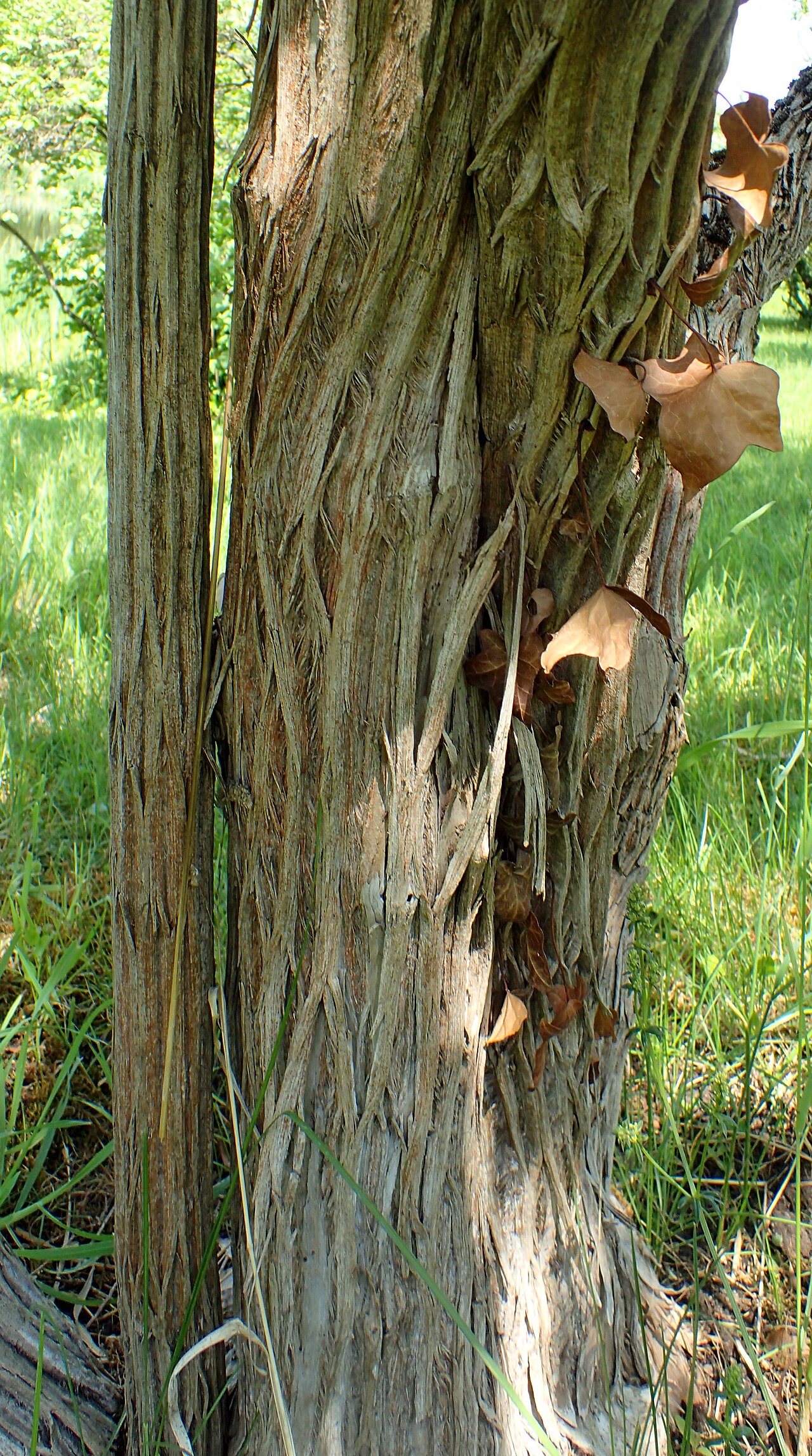 Lonicera graebneri: Lonicera graebneri in the Botanischer Garten, Berlin-Dahlem