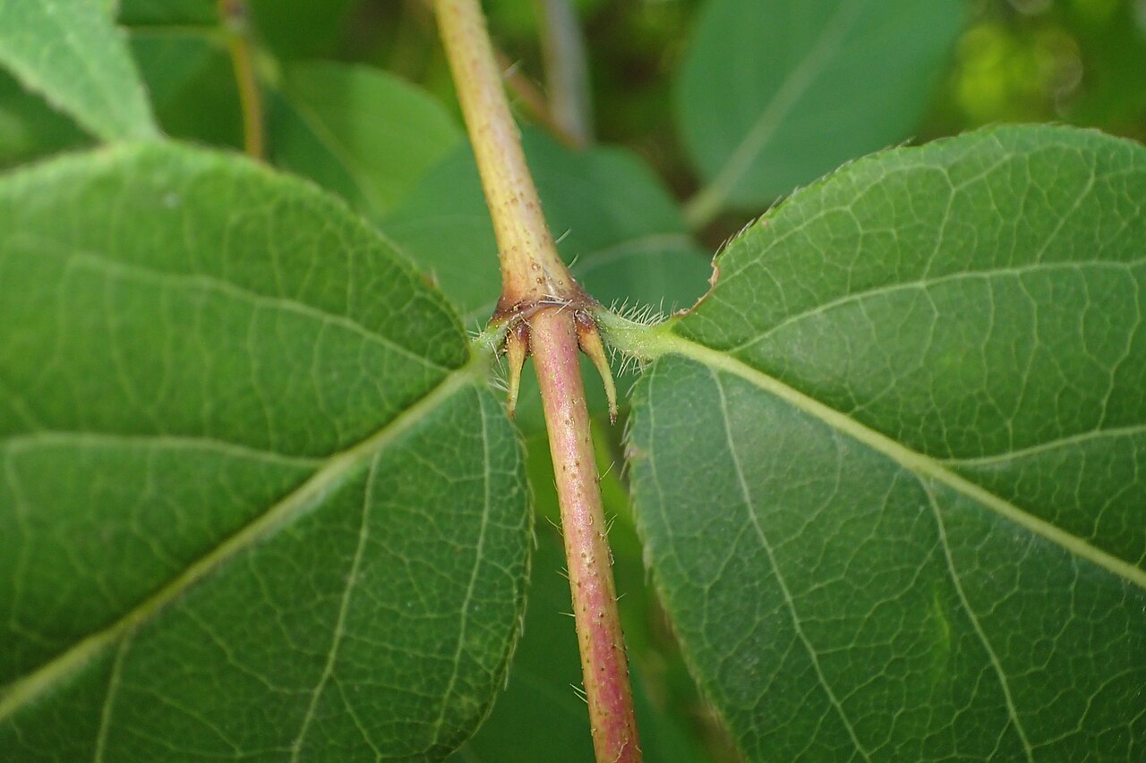 Lonicera harae: Lonicera harae in the UMCS Botanical Garden in Lublin, E Poland