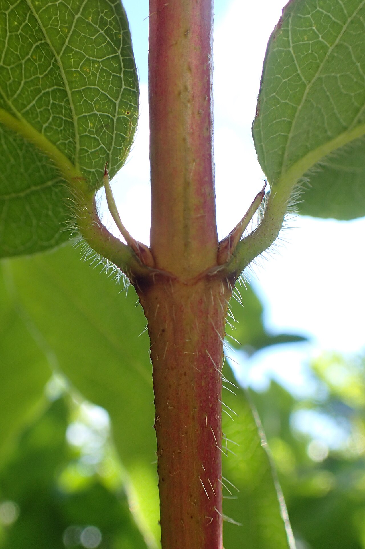 Lonicera harae: Lonicera harae in the UMCS Botanical Garden in Lublin, E Poland