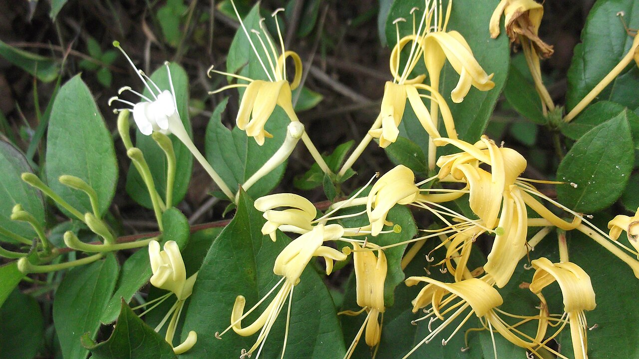 Lonicera hildebrandiana: Gaint honey suckle-Climber,flowers white,deepening to orange,fragrant.
