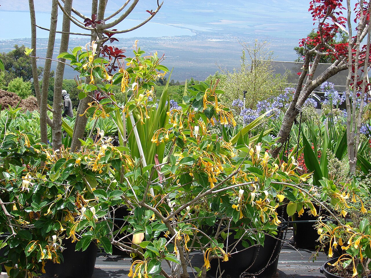Lonicera hildebrandiana: Lonicera hildebrandiana (Large honeysuckle, giant Burmese honeysuckle) Flowers and leaves at Keokea, Maui, Hawaii. May 20, 2009 #090520-8177 Image Use Policy
