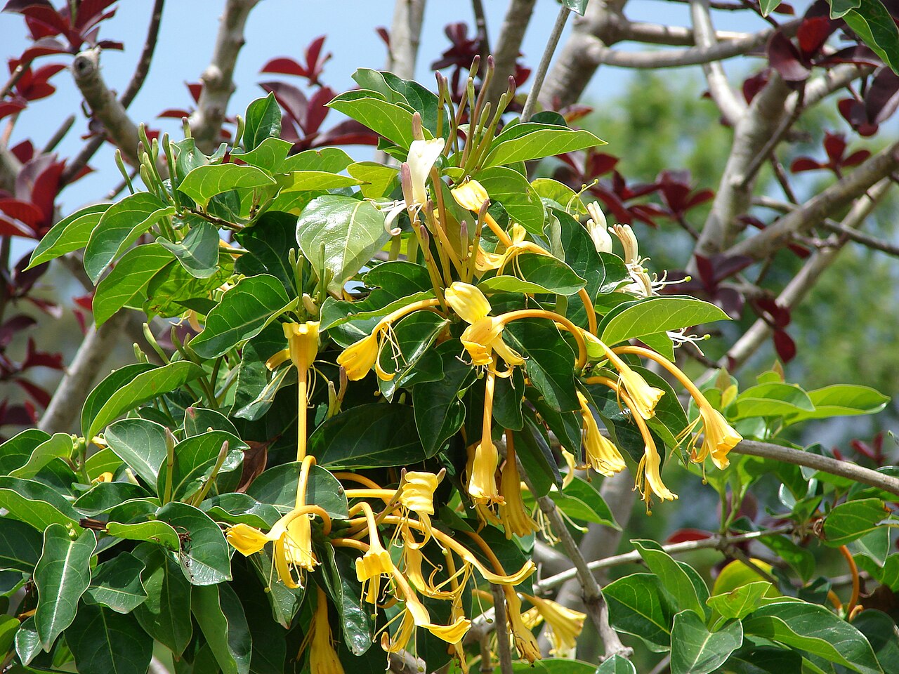 Lonicera hildebrandiana: Lonicera hildebrandiana (Large honeysuckle, giant Burmese honeysuckle) Flowers and leaves at Keokea, Maui, Hawaii. May 20, 2009 #090520-8180 Image Use Policy