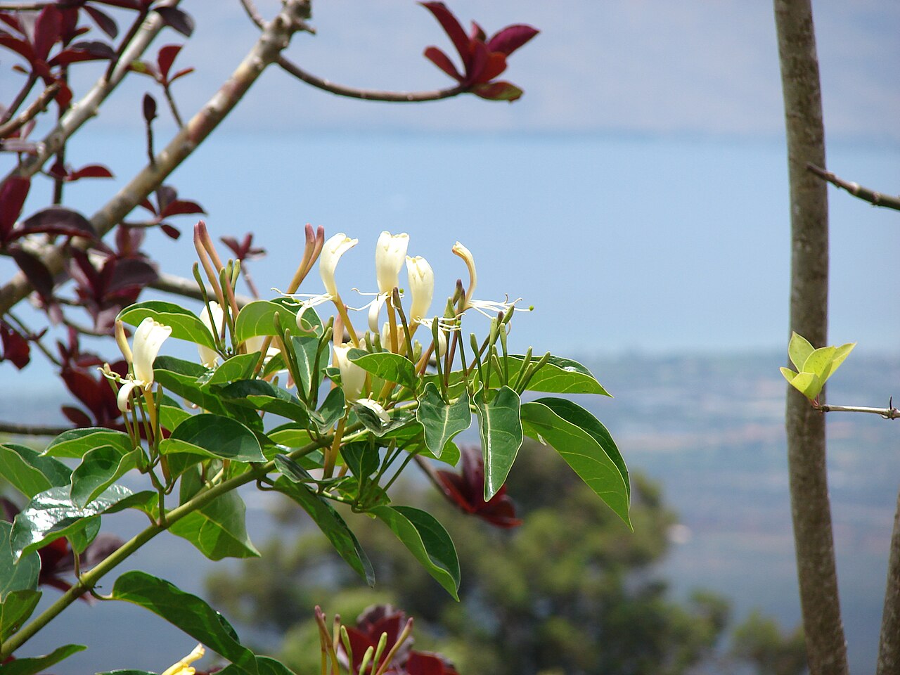 Lonicera hildebrandiana: Lonicera hildebrandiana (Large honeysuckle, giant Burmese honeysuckle) Flowers and leaves at Keokea, Maui, Hawaii. May 20, 2009 #090520-8179 Image Use Policy