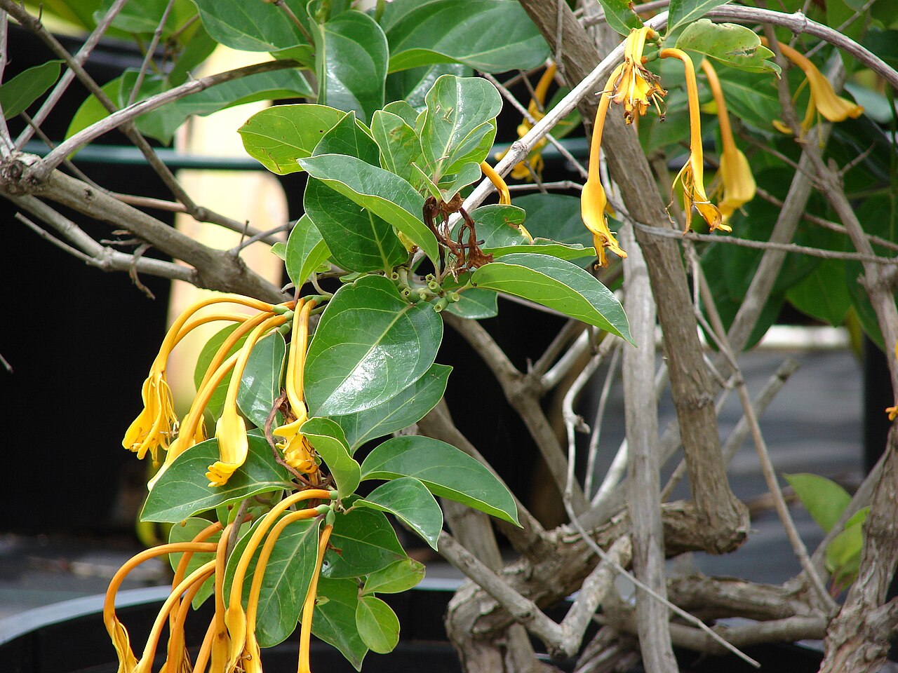 Lonicera hildebrandiana: Lonicera hildebrandiana (Large honeysuckle, giant Burmese honeysuckle) Flowers and leaves at Keokea, Maui, Hawaii. May 20, 2009 #090520-8181 Image Use Policy